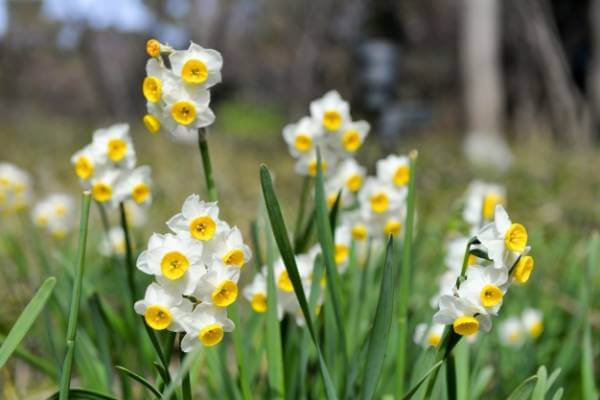 کاشت پیاز گل - کروکوس یا نرگس