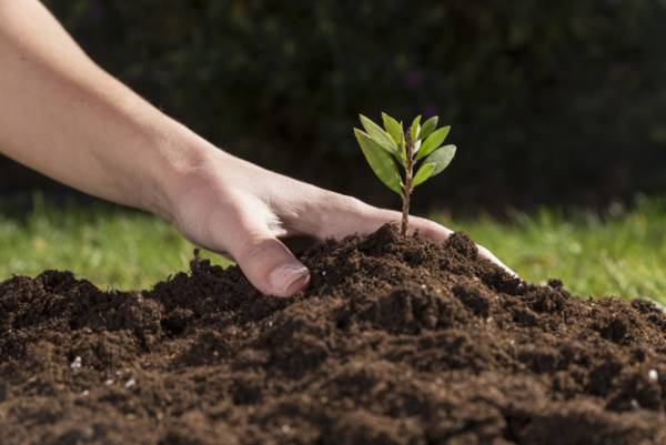 خاک اطراف گیاه را پر کنید