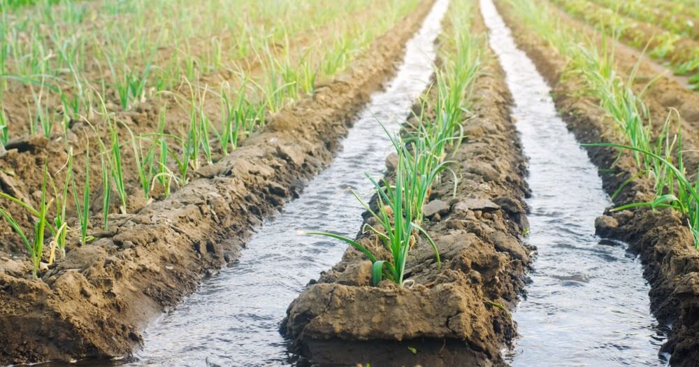 آبیاری باغ به صورت سنتی