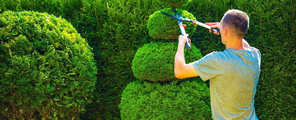 فرم دهی درختان