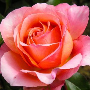 نگهداری از رز رونده در گلدان