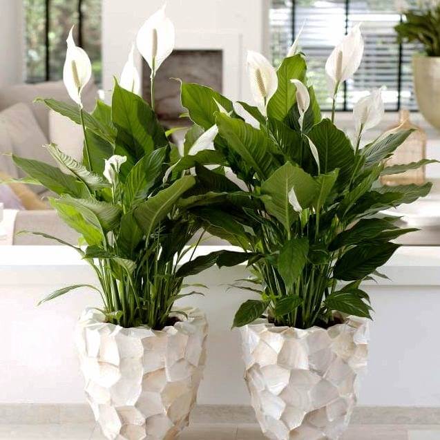 اسپاتی فیلوم