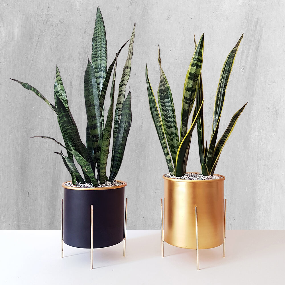 گیاهان آپارتمانی با نگهداری آسان - شمشیری سانسوریا