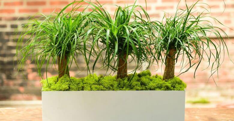 نخل دم اسبی