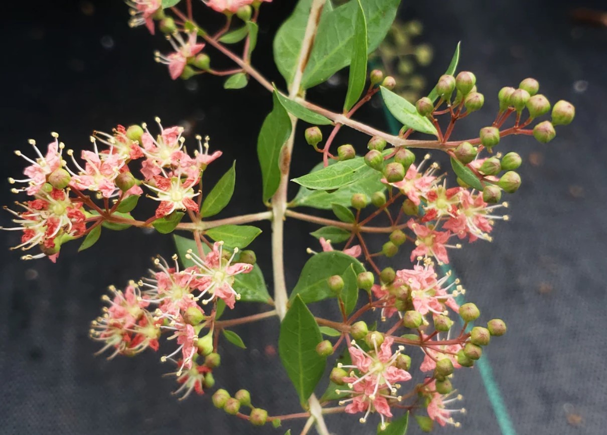 مراقبت از گیاه حنا