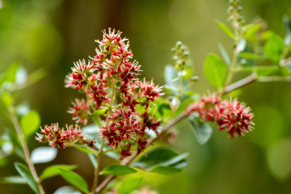 نحوه پرورش گیاه حنا
