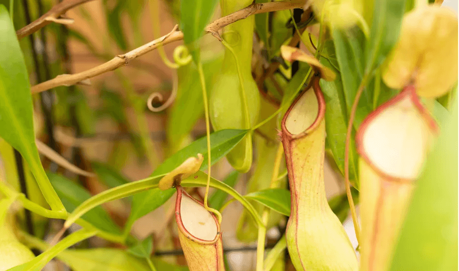 گیاه پارچ - شیپوری کوز گان