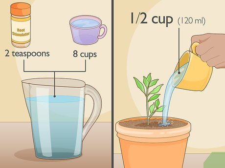 تقویت رشد ریشه با محرک ریشه