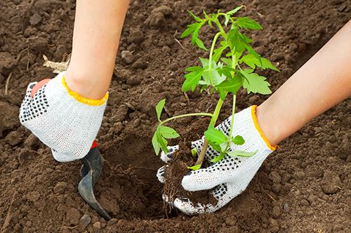 ترفندهای پیوند گیاهان