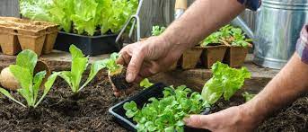 بیرون کشیدن توپ ریشه