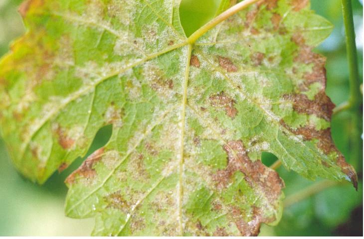 مبارزه با آفات گیاهان