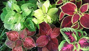 گل ها و گیاهان زینتی