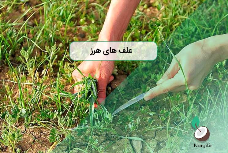 علف های هرز