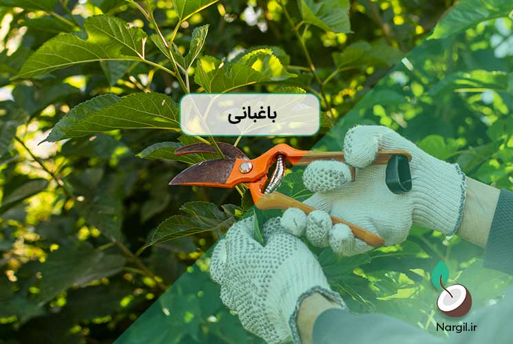 باغبانی