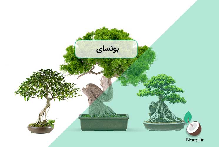 بونسای
