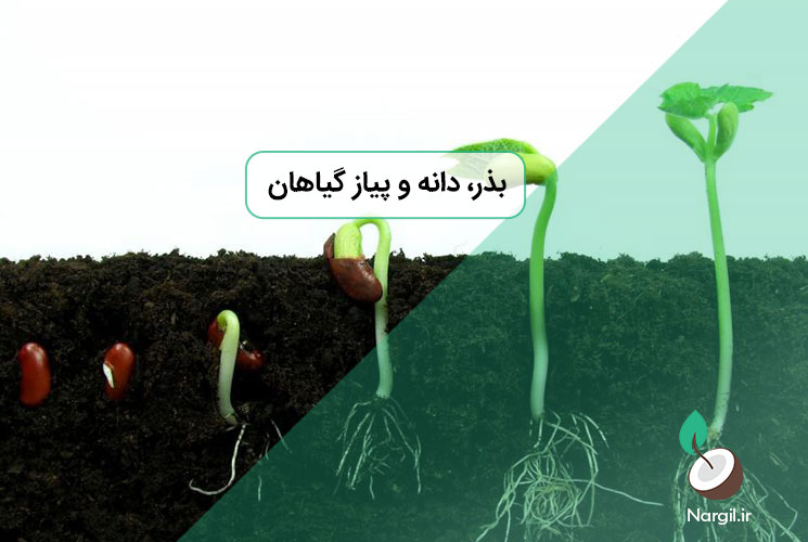 بذر ، دانه و پیاز گیاهان