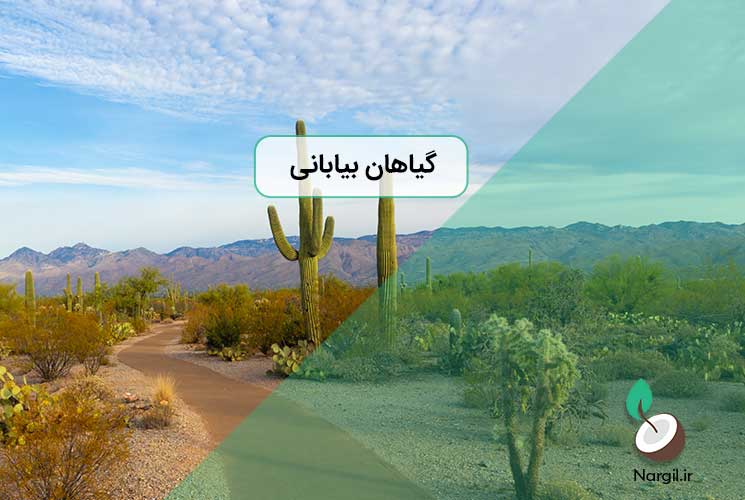 گیاهان بیابانی
