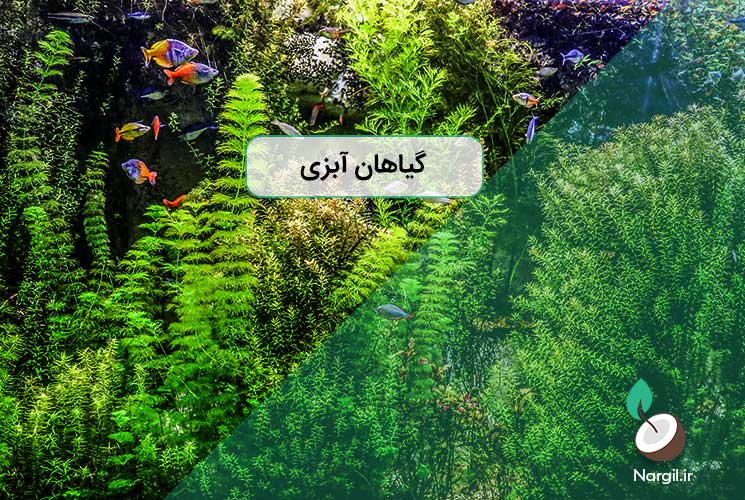 گیاهان آبزی