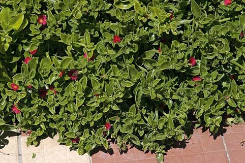 گیاهان پوششی