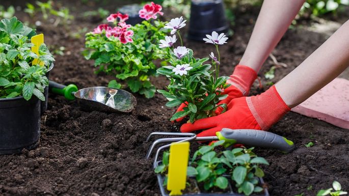 چگونه گل های گلدانی را در فضای باز بکاریم؟