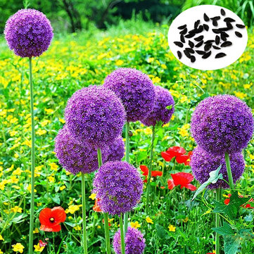 پیاز زینتی (سیرک ) گیاهی مقاوم به سرما و دور کننده آفات
