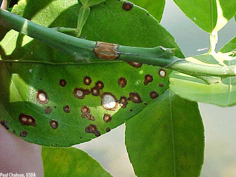 شناخت بیماری آنتراکنوز مرکبات - فوت و فن های باغبانی