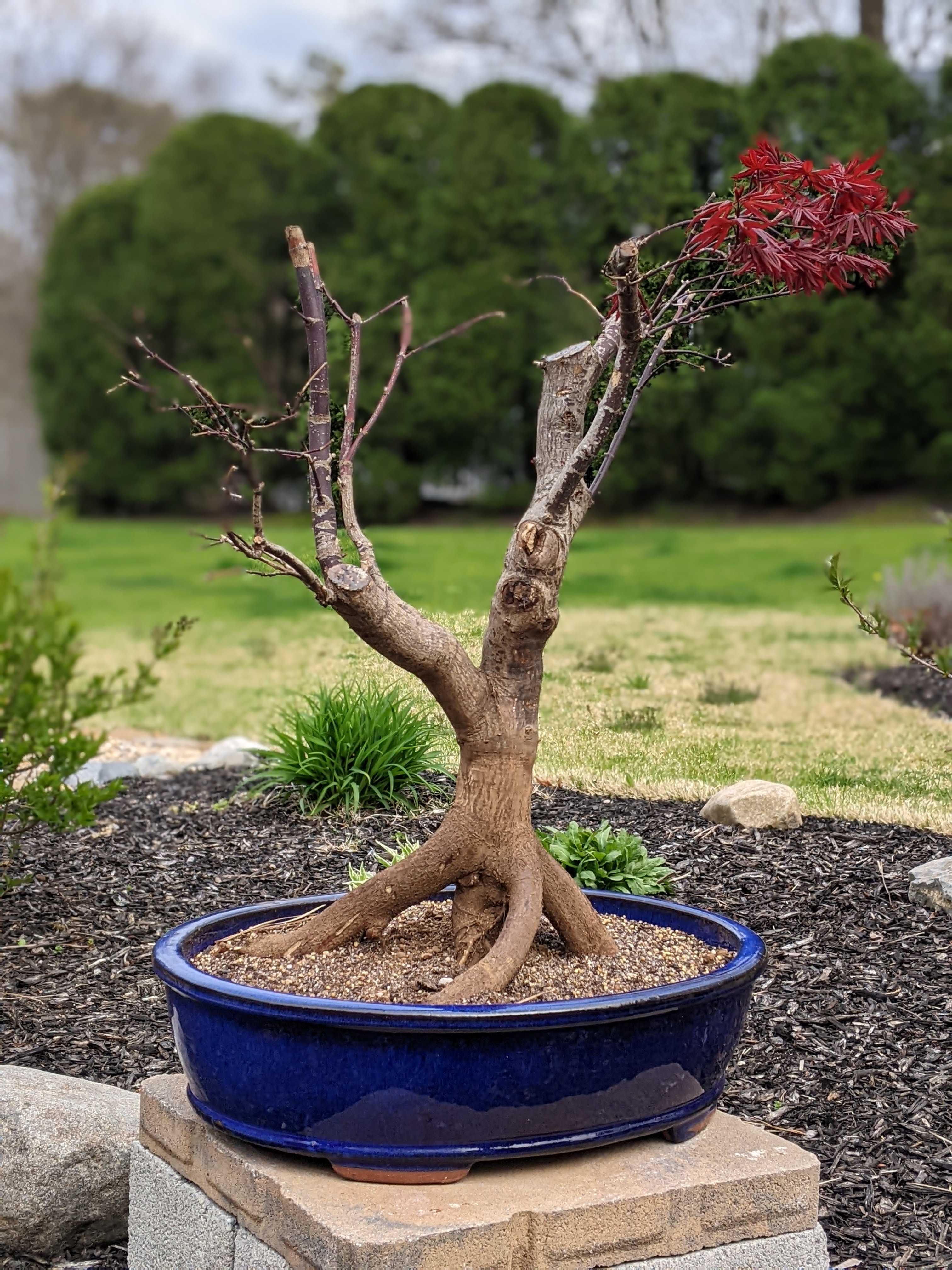 چگونه یک تنه ی خوب برای بونسای بسازیم ؟ - فوت و فن های باغبانی