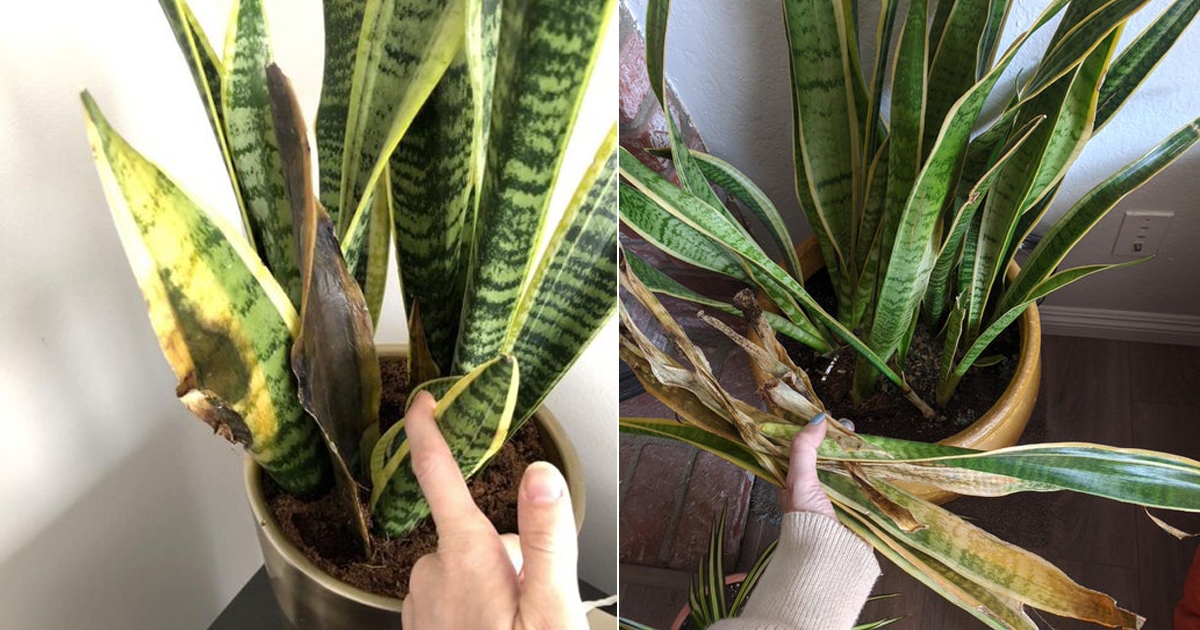 مشکلات رایج در گیاه سانسوریا - فوت و فن ...