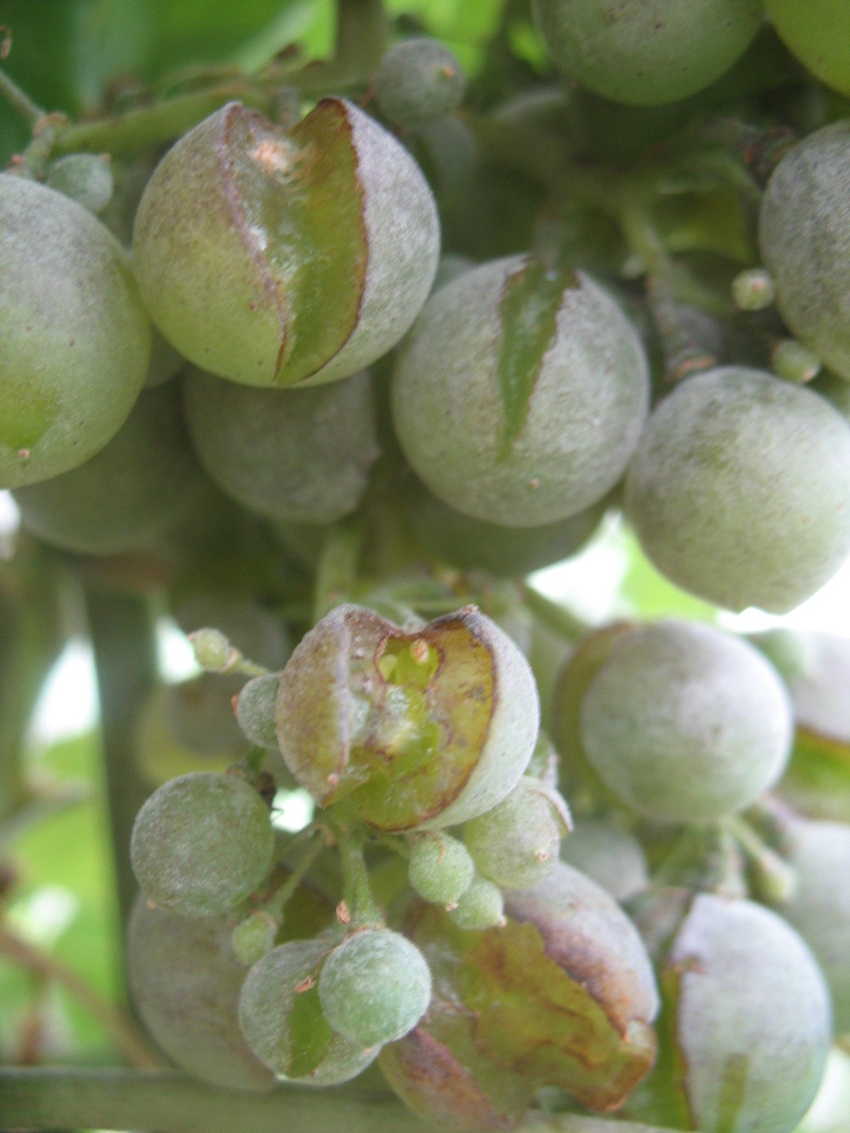 بیماری سفیدک سطحی مو و نحوه درمان