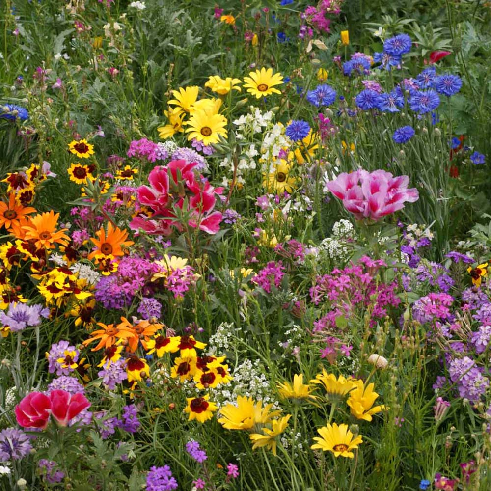 بهترین گیاهان برای کاشت در خاک های شنی -...