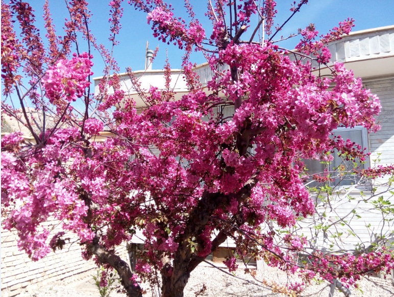 آشنایی با درخت زینتی سیب گل