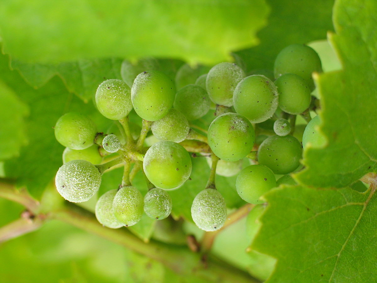 بیماری سفیدک سطحی مو و نحوه درمان