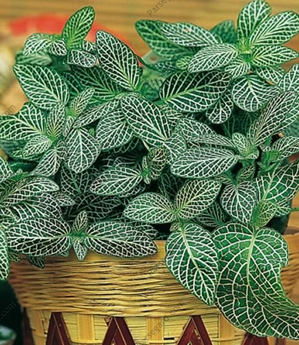 گیاهان سایه پسند