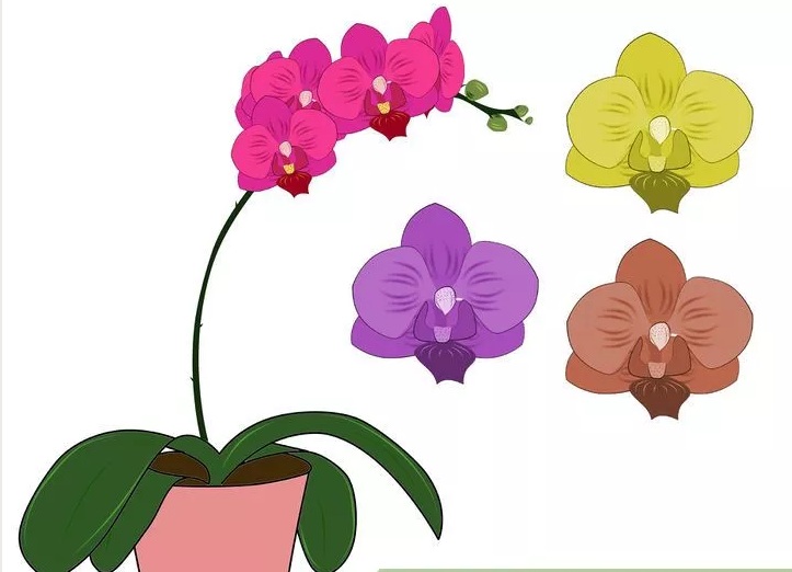 چگونه از ارکیده فالونوپسیس نگهداری کنیم ؟ - فوت و فن های باغبانی