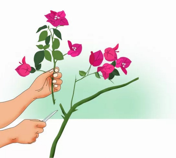 آموزش تصویری  قلمه زدن گل کاغذی