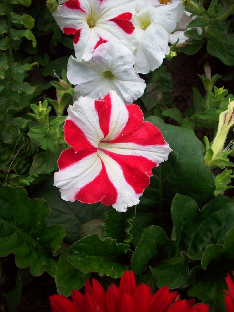 کاشت گل معطر اطلسی