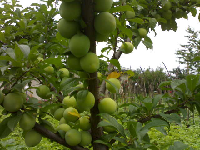 نگهداری از درخت گوجه سبز
