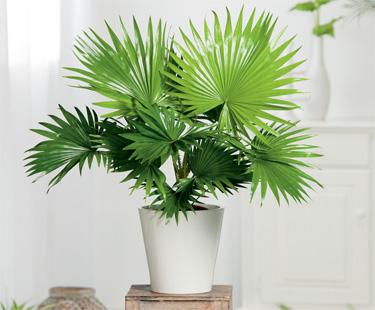 نخل بادبزنی چینی