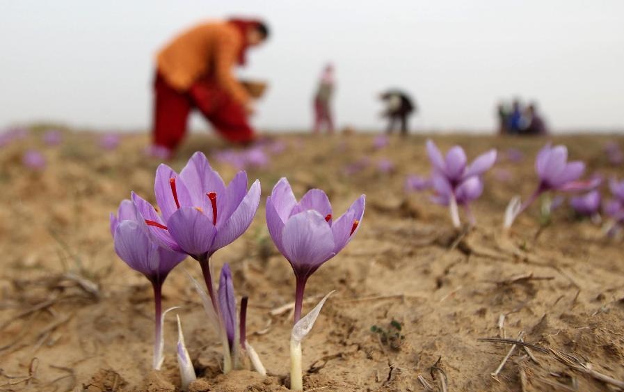 کاشت و پرورش زعفران