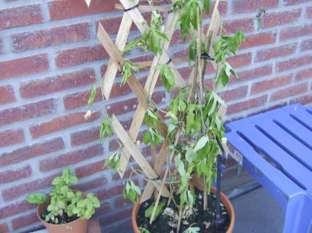 چه زمانی و چگونه  گل ساعتی را هرس کنیم؟