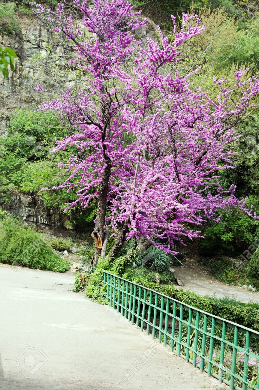 نگهداری از درخت ارغوان