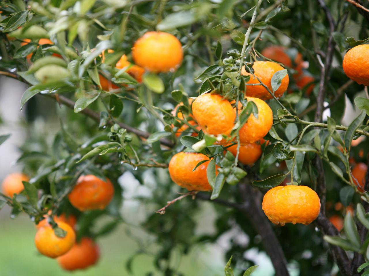 نشانه های سرمازدگی در مرکبات و نحوه ی کاهش خسارت سرما
