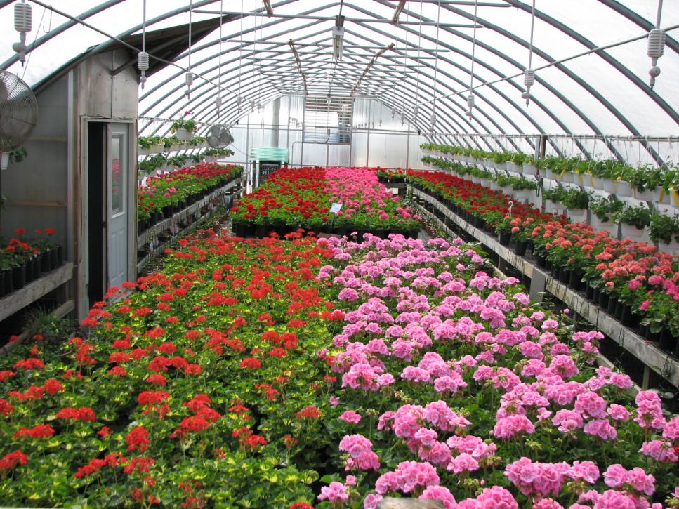 گلخانه مناسب برای پرورش گل های زینتی
