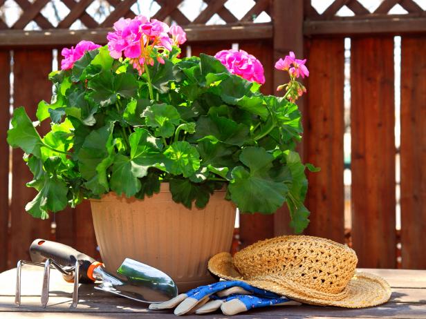 علت گل ندادن شمعدانی - فوت و فن های باغبانی