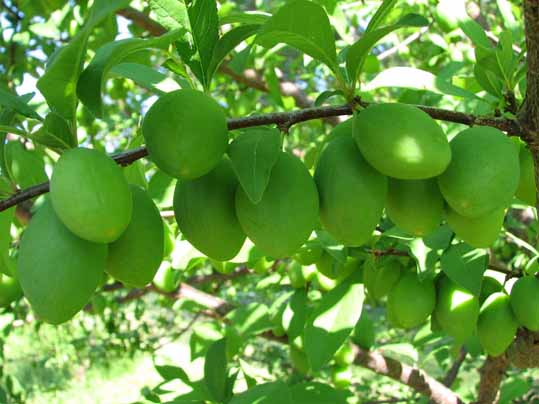 نگهداری از درخت گوجه سبز