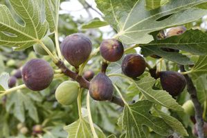 شناخت بیماری ترشیدگی انجیر