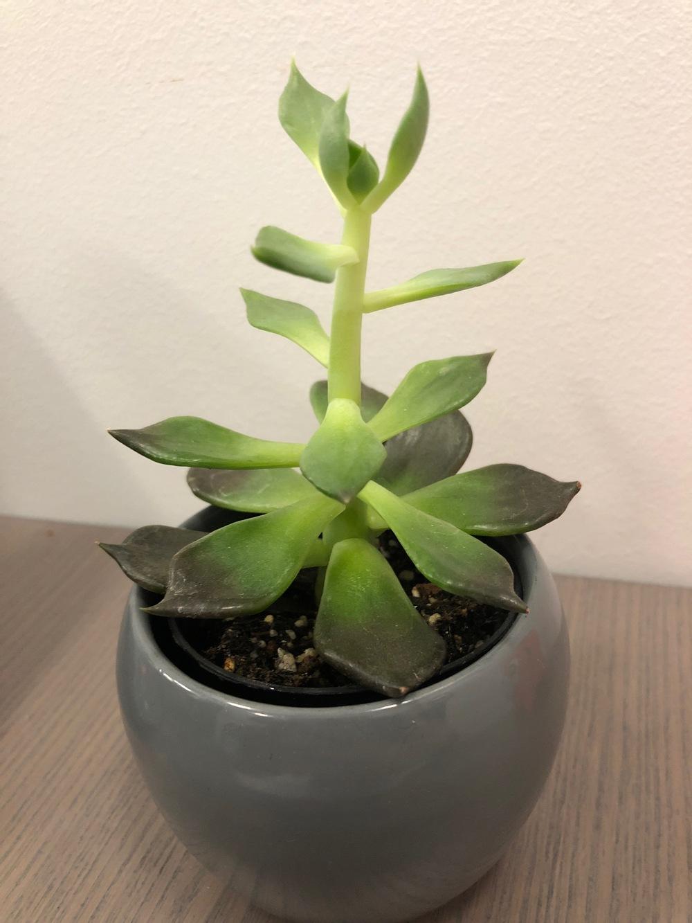 ساکولنت ها به چه میزان نور نیاز دارند؟