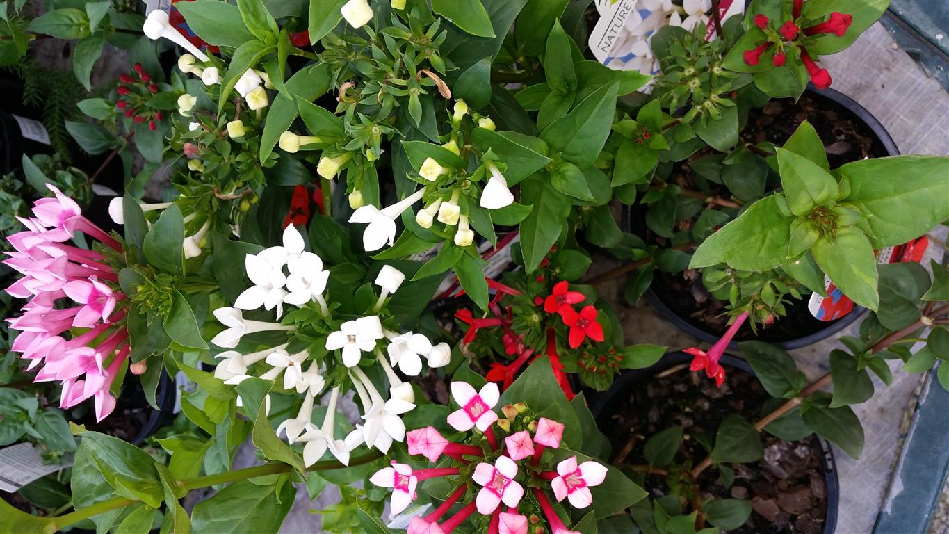 نگهداری از گل بواردیا