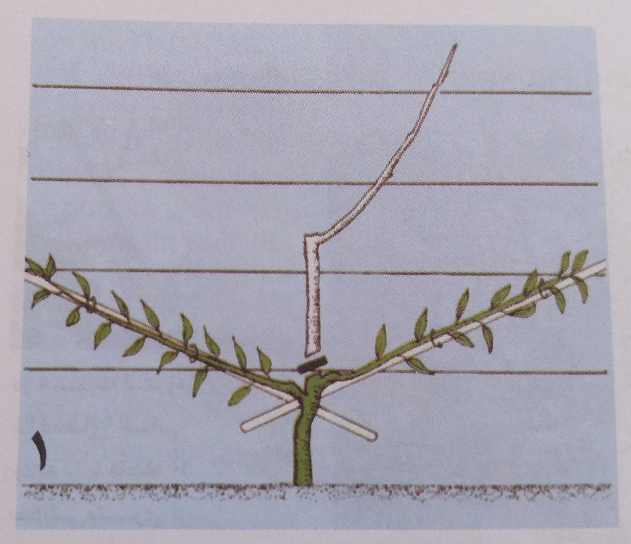 هرس و تربیت آلبالو به فرم بادبزنی