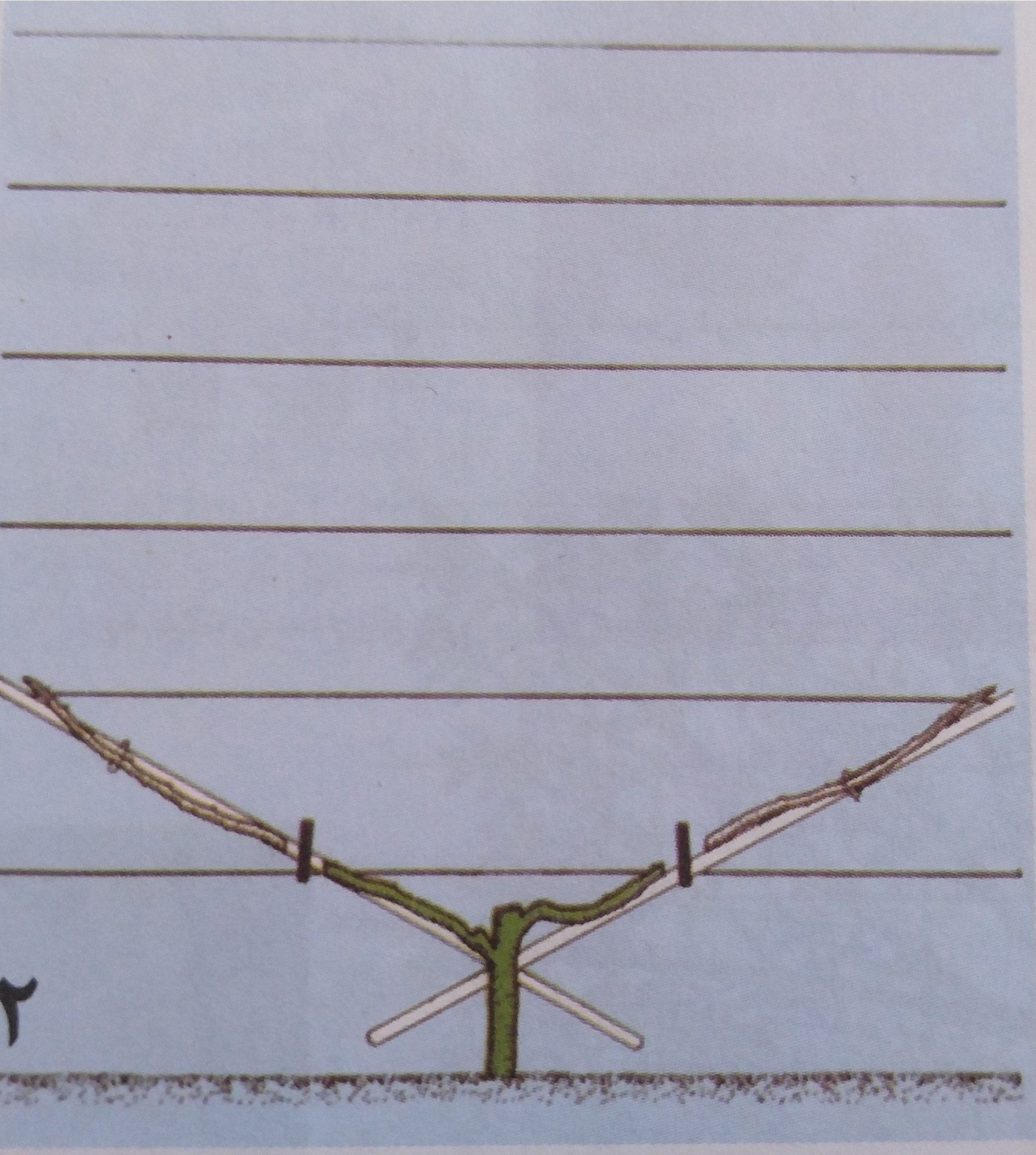 هرس و تربیت آلبالو به فرم بادبزنی